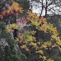 Pistacia terebinthus (2)